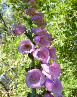 Digitalis purpurea - Digitale pourpre