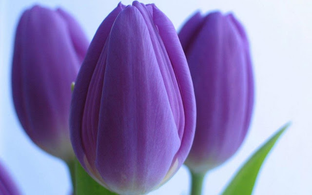 Purple Violet Flowers