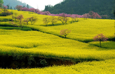 Luoping, a beautiful Canola fields in China
