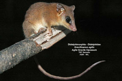 argentinian Opossum