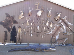 On the wall are the skins of animals killed in North America
