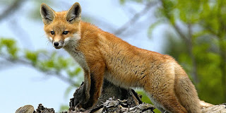 Fun Facts about Red Fox