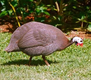 peluang ayam mutiara