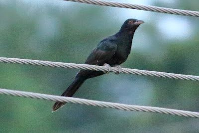 Asian Koel