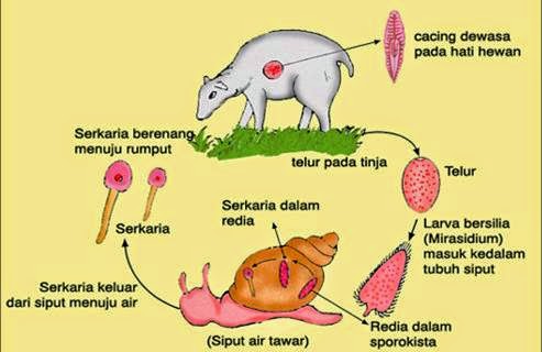 pakan ternak kambing