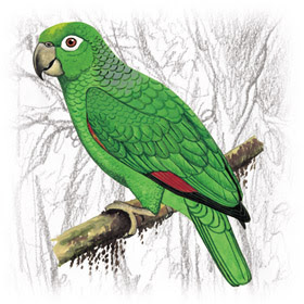 Papagaio-Moleiro (Amazona farinosa)