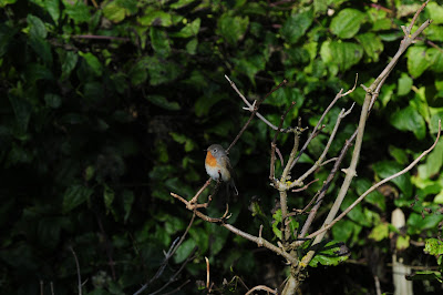Red-Breasted Flycatcher at Beachy Head