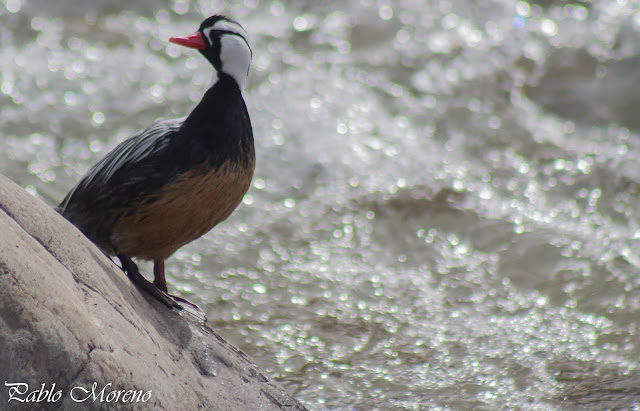 alt="pato de los torrentes,Merganetta armata,aves de Mendoza"