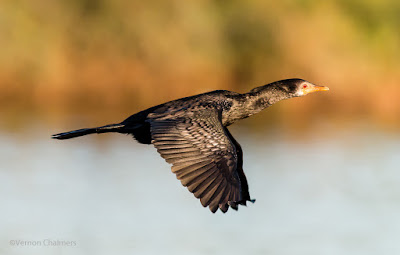 Cormorant in Flight : Canon EOS 70D / Canon EF 400mm f/5.6L USM Lens