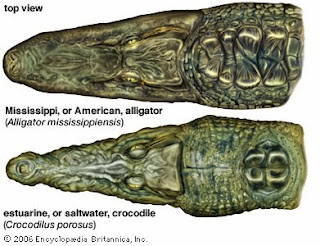 Alligators/Crocodiles