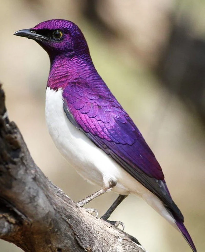 The Amethyst Starling