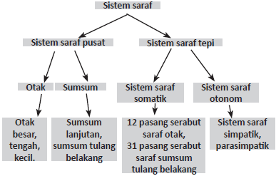  Setiap neuron terdiri     dari badan sel neurit saraf ✘ Mengenal Sistem Koordinasi Pada Tubuh Manusia