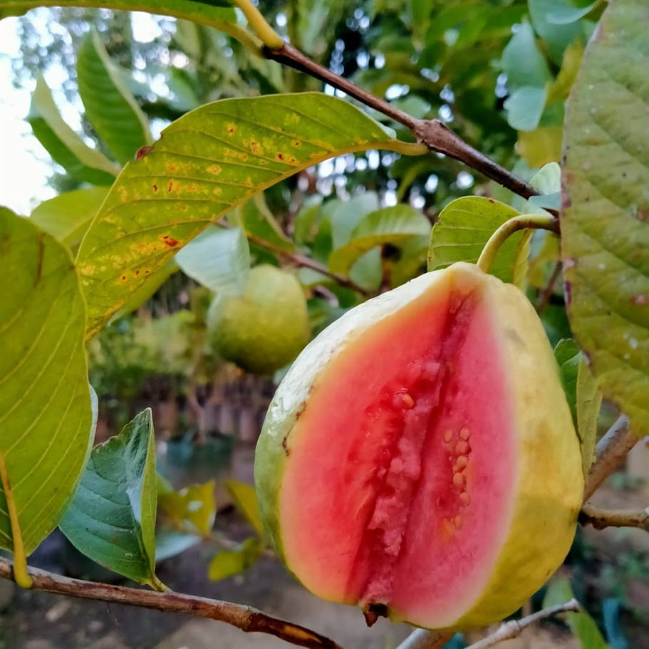 jual pohon buah bibit jambu getas merah yang bagus medan Semarang