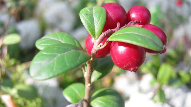 Can Dogs Eat Cranberries? Are Cranberries Safe For Dogs?