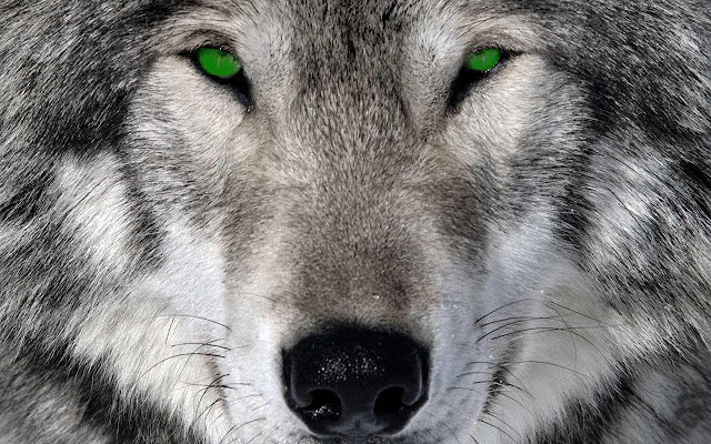 wolf hd photos image