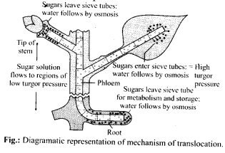 Solutions Class 11 Biology Chapter -11 (Transport in Plants)