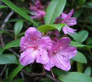 Rhododendron catawbiense (rhododendron cat)