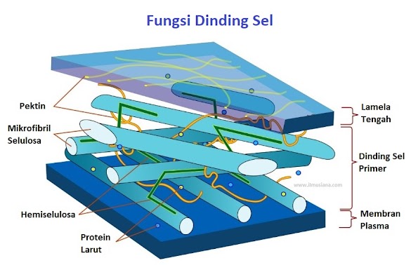 14 Fungsi Dinding Sel  Pada Tumbuhan