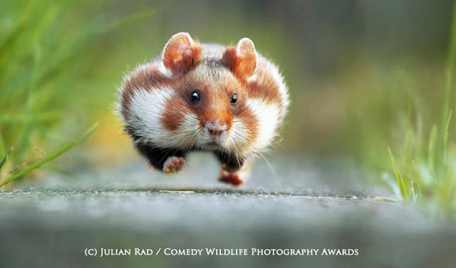 Competição as fotografias mais divertidas da vida selvagem