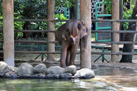 Margasatwa Indonesia Beberapa Contoh  Binatang  yang  Ada di 