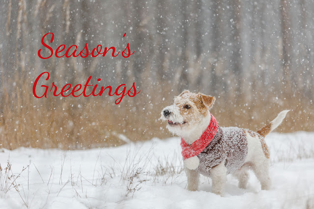 A happy white terrier outside in a field of snow with woodland behind. The dog has a red scarf. Text in red says Season's Greetings