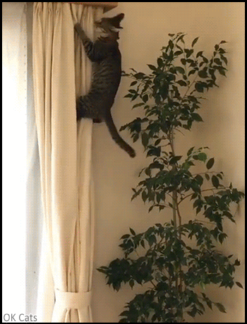 Funny Cat GIF • Spider  kitten climbing curtains a like Tarzan in the jungle, haha little monster [ok-cats.com]