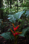 Calanoa Amazonas