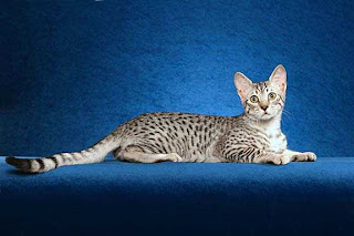 egyptian mau pet cat breeds animal cats picture wallpaper info