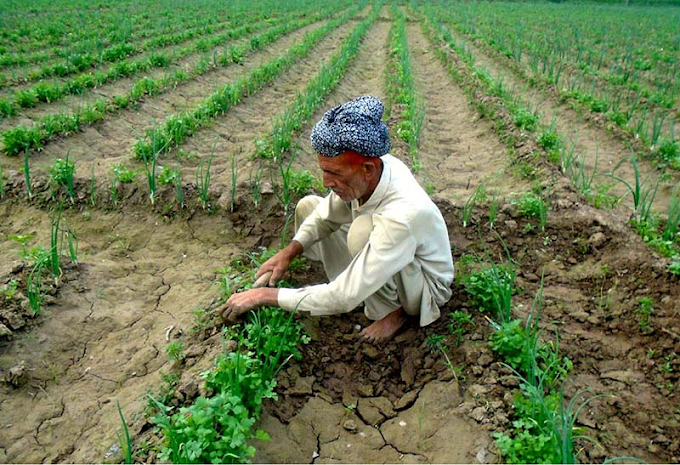 Sindh Government is going to launch of Kisan Card for farmers