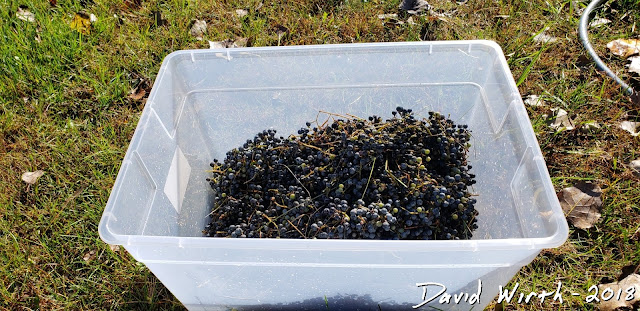 picking grapes, make wine, at home, diy, homemade, red wine, white wine