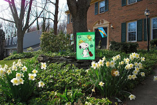 Spring daffodils in the front yard