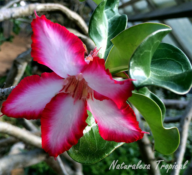 Variedad roja y blanca de las flores de la Rosa del Desierto, Adenium obesum