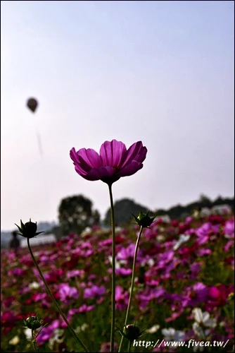 DSC_0013.JPG
