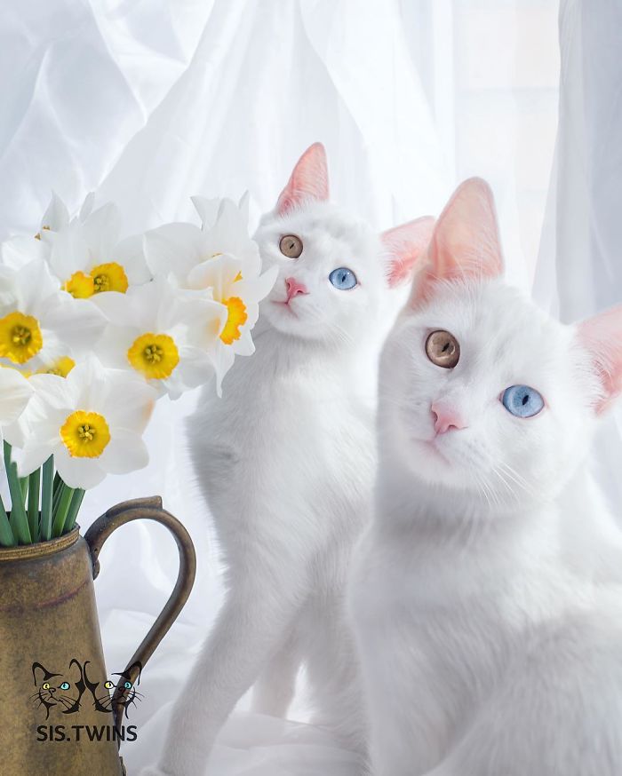 really cute cats