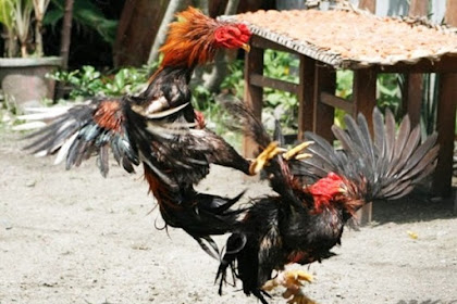 Bentuk Dan Model Kaki Ayam Petarung Pukul Saraf/Ko / Bentuk Dan Model Kaki Ayam Petarung Pukul Saraf/Ko - Warna ... / Ciri kaki ayam mangon juara :