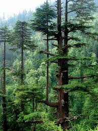 Cedars