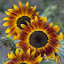 HDR Sunflowers