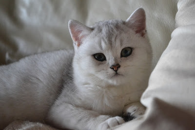SI*Silverbuttons Chanel - Silver shaded British shorthair cat (BRI ns 11)