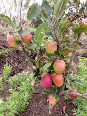 Growing Wambugu apples in Kenya, and price of seedlings. Growing Wambugu apples in Kenya   Wambugu Apples do well in both hot n cold areas