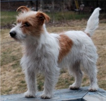 White Long Haired Jack Russell Terrier / Jess Long Haired Jack Russell Maltese X Jack Russell Jack Russell Terrier Jack Russell Terrier Puppies