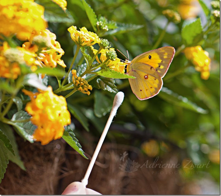 Clouded Sulphur on Lantana yellow butterfly drinking nectar from yellow lantana