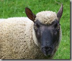 sheepie