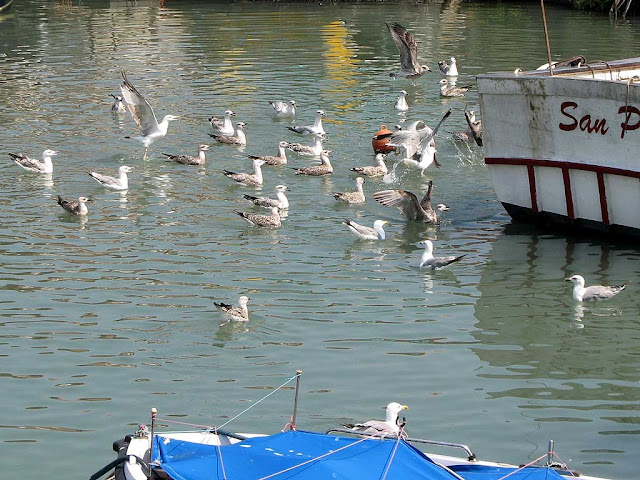 Gulls, Pamiglione, Darsena Vecchia, Livorno