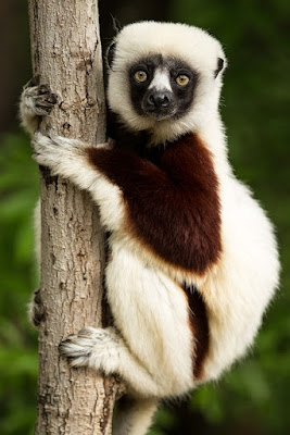 Lemur facts and information