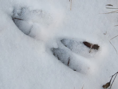 deer track