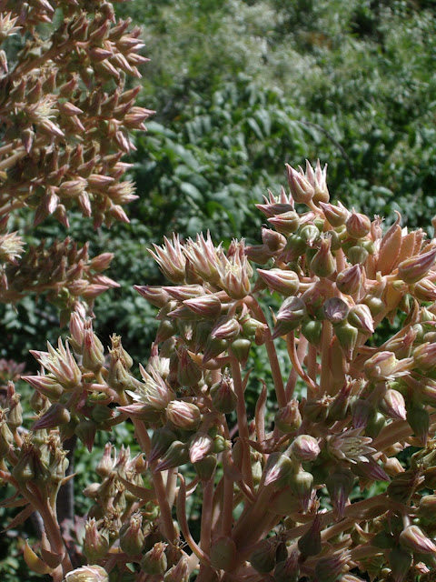 Aeonium valverdense 01