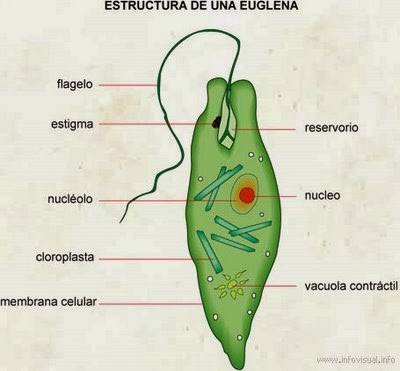 Resultado de imagen para protozoarios y protofitos