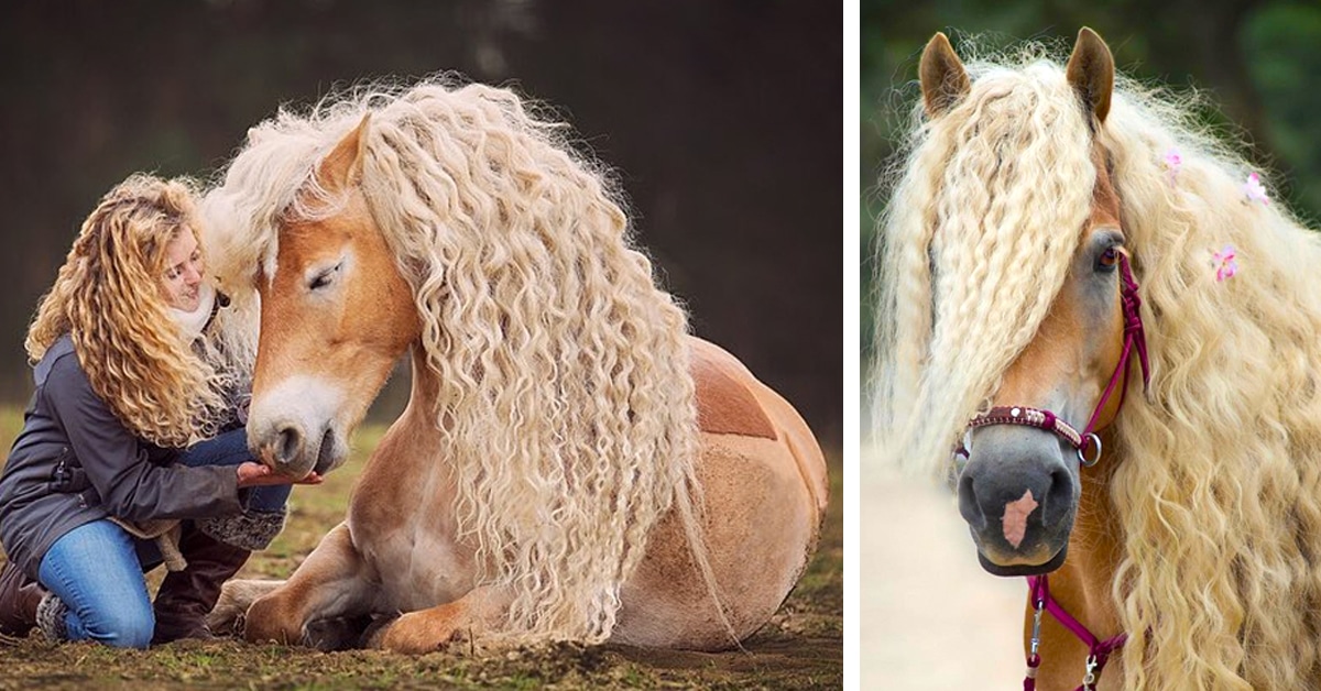 Breathtakingly Beautiful Horse Captured Everyone's Hearts With Its Exotic Mane