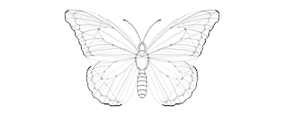 how-to-draw-butterfly-4-3