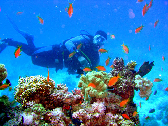 reef close to hurghada, northern red sea, egypt